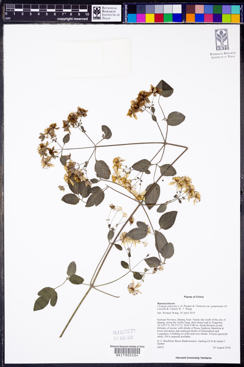 Clematis puberula var. ganpiniana