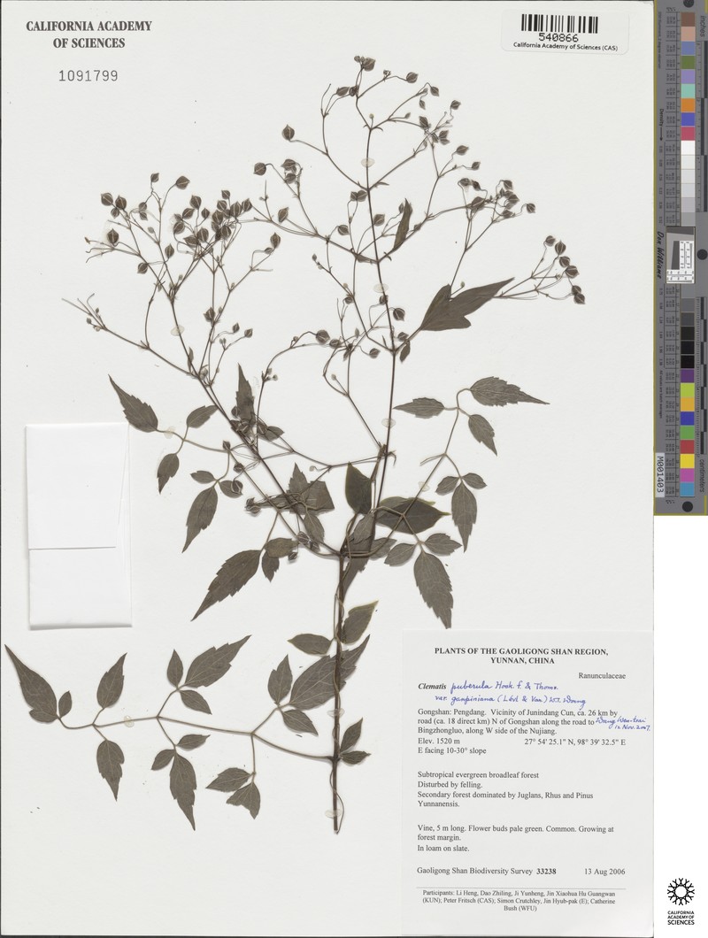 Clematis puberula var. ganpiniana photo 2