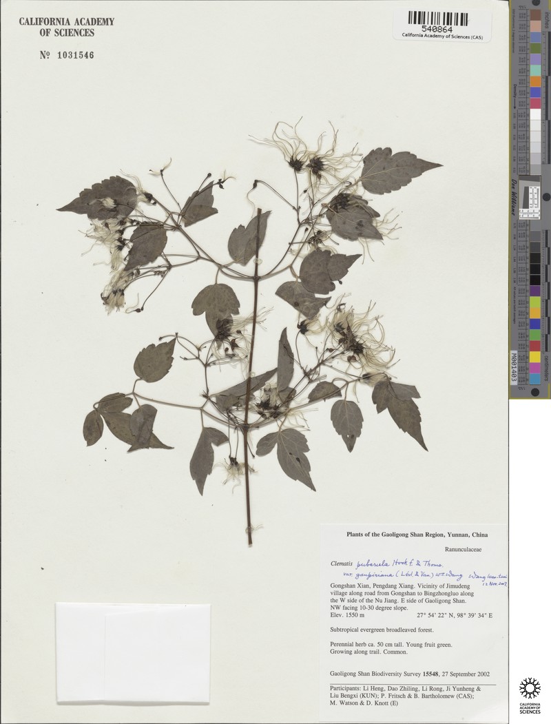 Clematis puberula var. ganpiniana photo 3