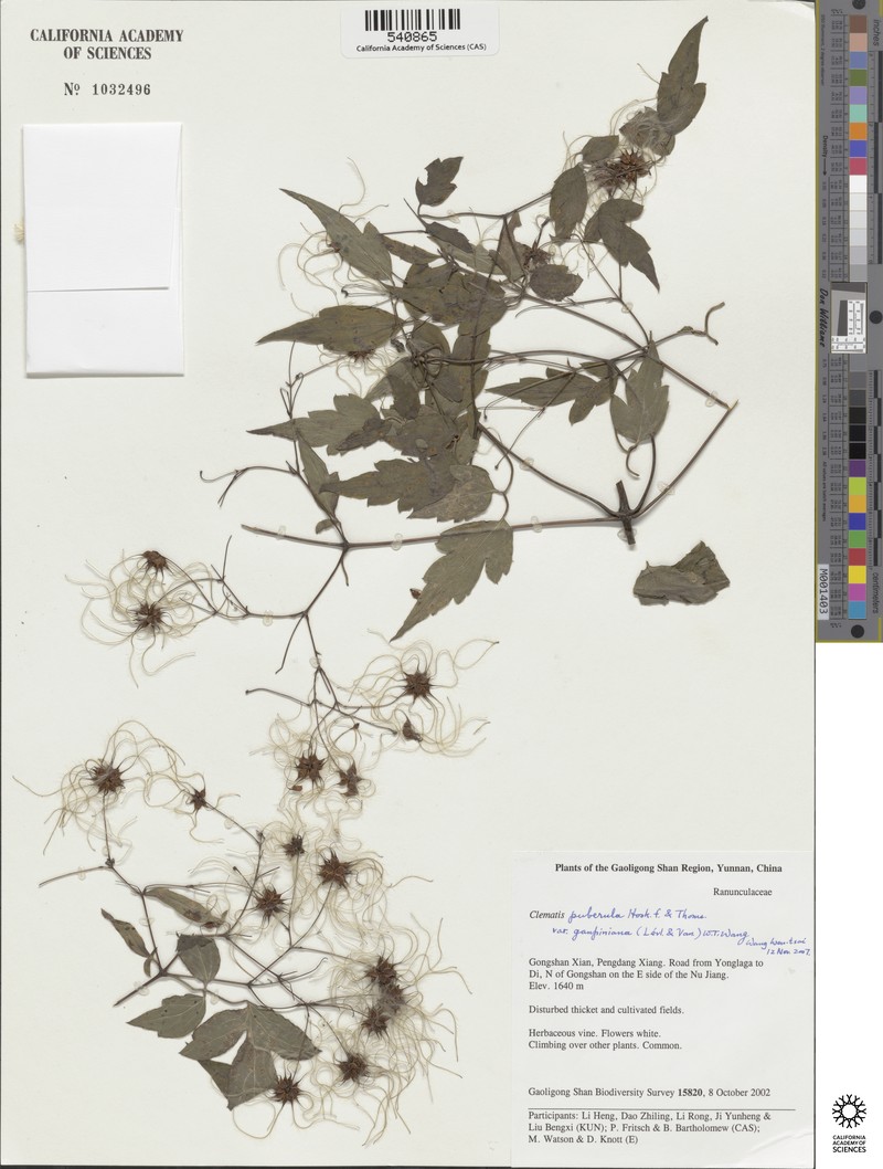 Clematis puberula var. ganpiniana photo 4