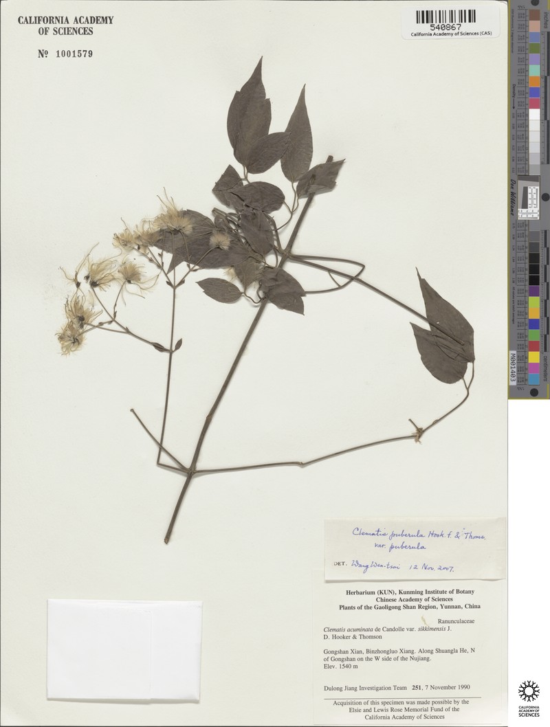 Clematis puberula var. puberula