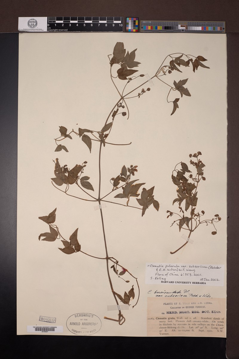 Clematis puberula var. subsericea