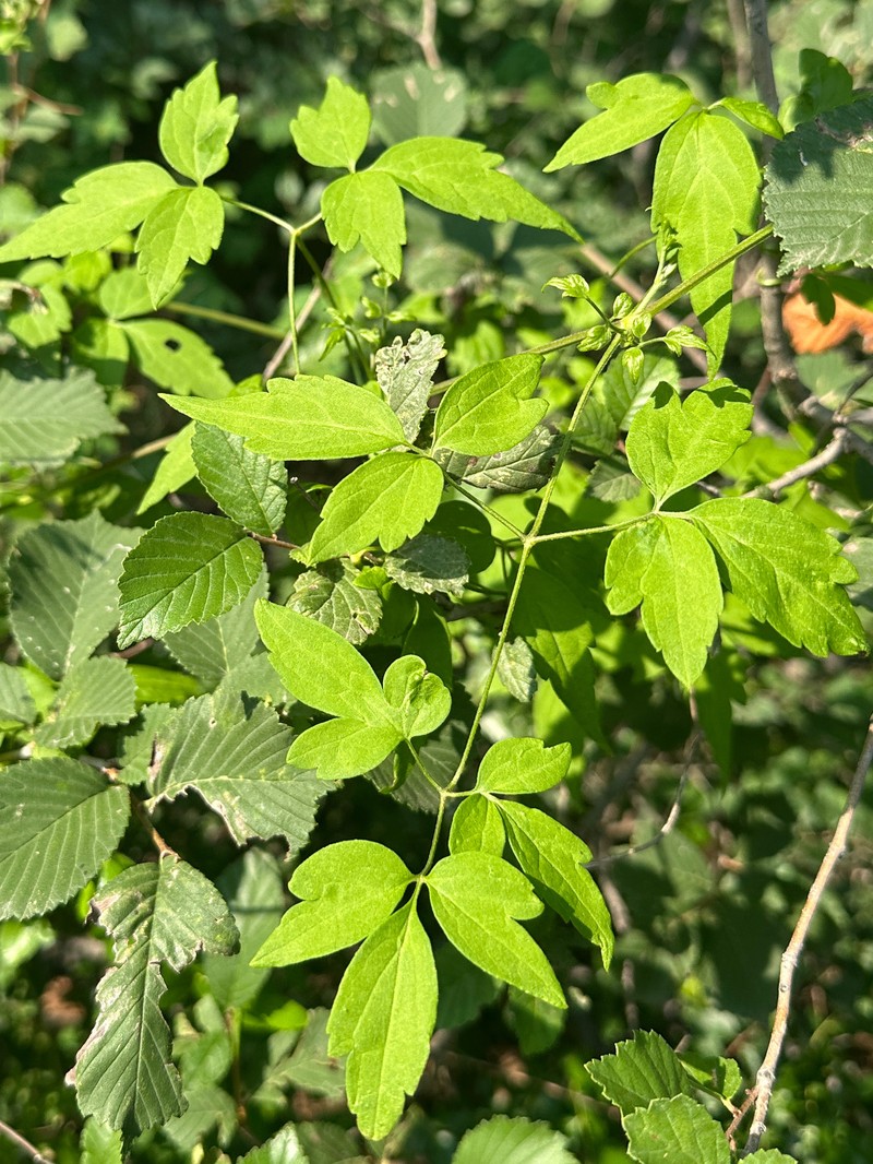 Clematis puberula var. tenuisepala