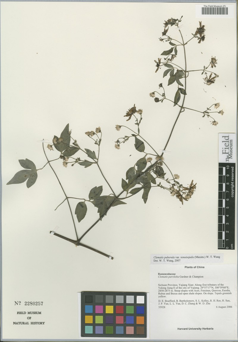 Clematis puberula var. tenuisepala photo 2