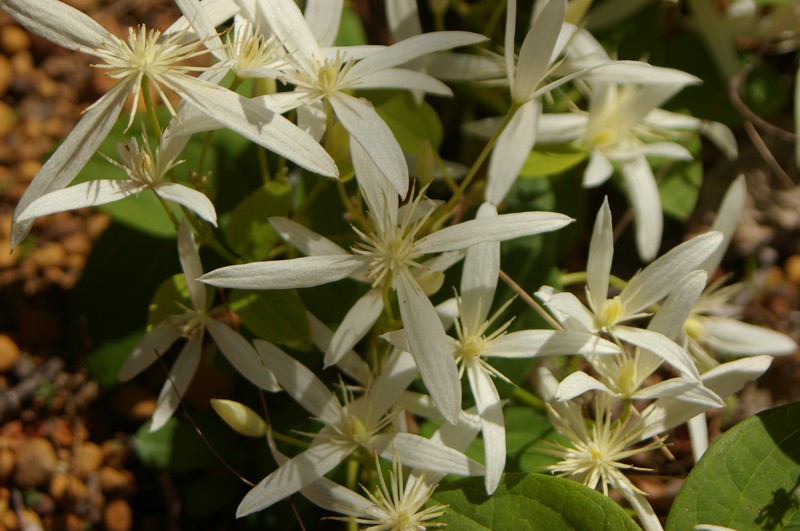 Clematis pubescens