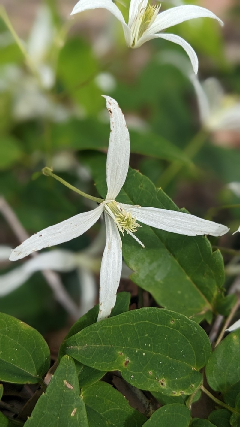 Clematis pubescens photo 2
