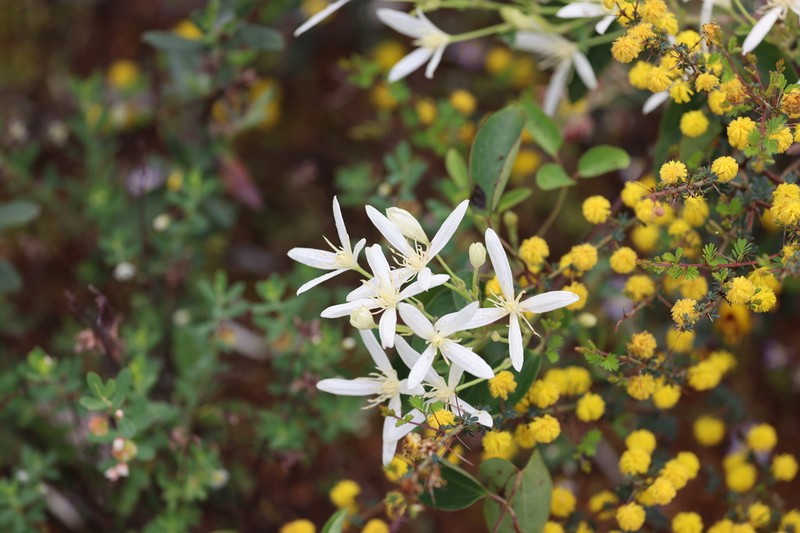 Clematis pubescens photo 3