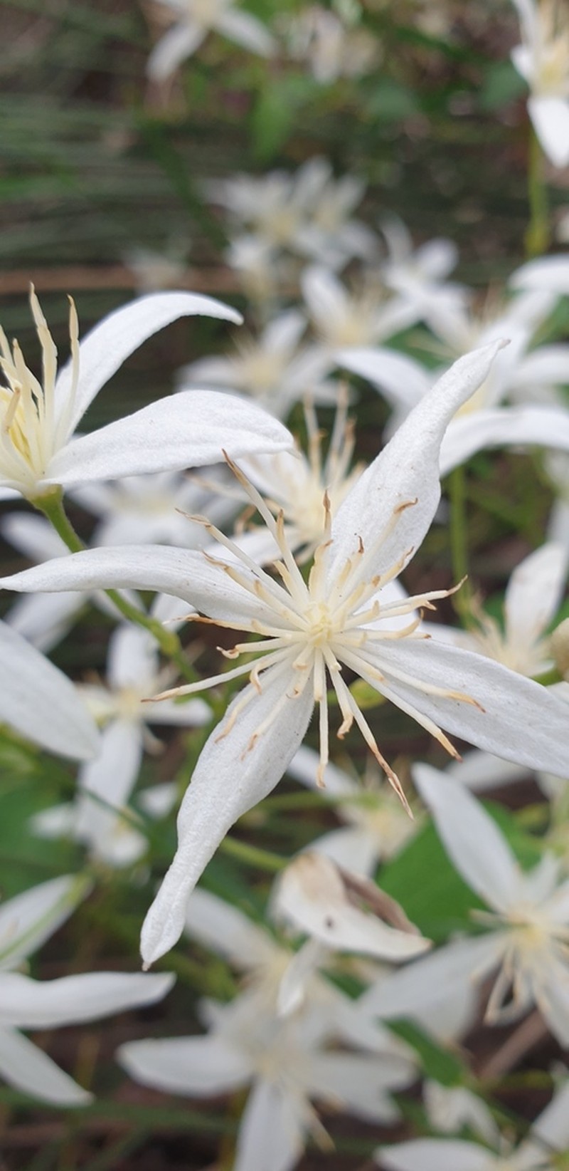 Clematis pubescens photo 4