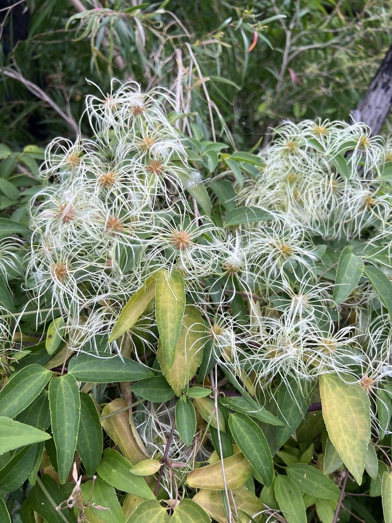 Clematis pubescens photo 5