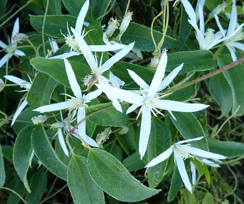 Clematis pubescens photo 6