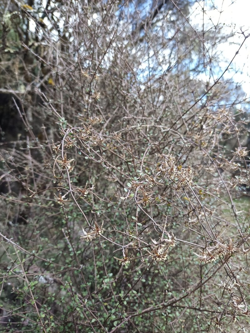 Clematis quadribracteolata
