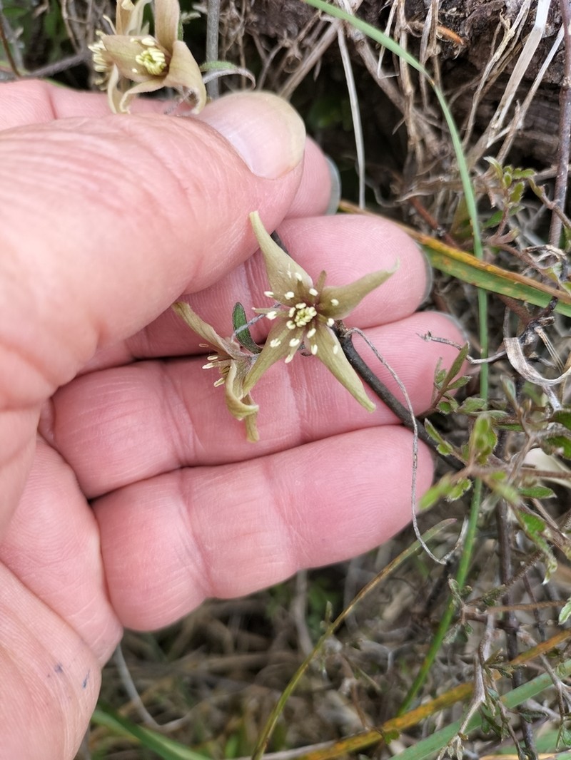 Clematis quadribracteolata photo 2