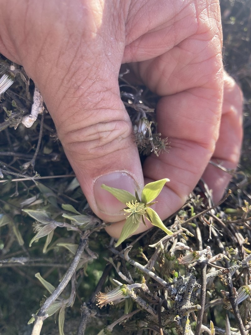 Clematis quadribracteolata photo 3