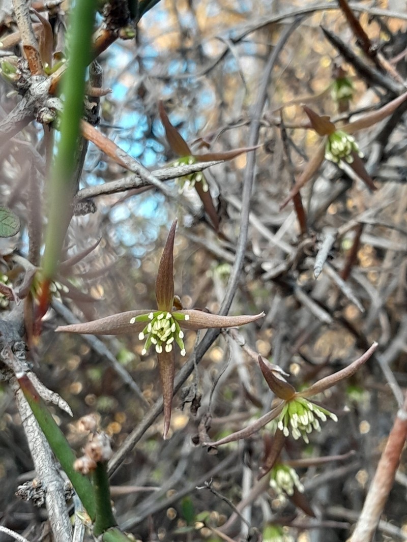 Clematis quadribracteolata photo 4