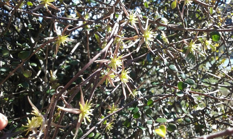 Clematis quadribracteolata photo 5