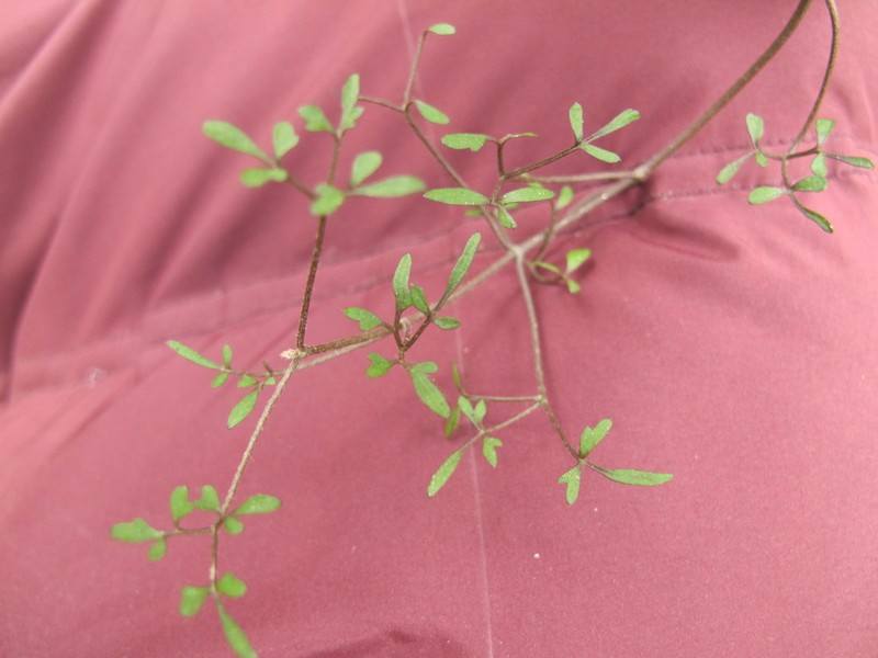 Clematis quadribracteolata photo 6