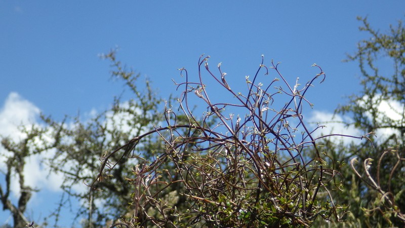 Clematis quadribracteolata photo 8