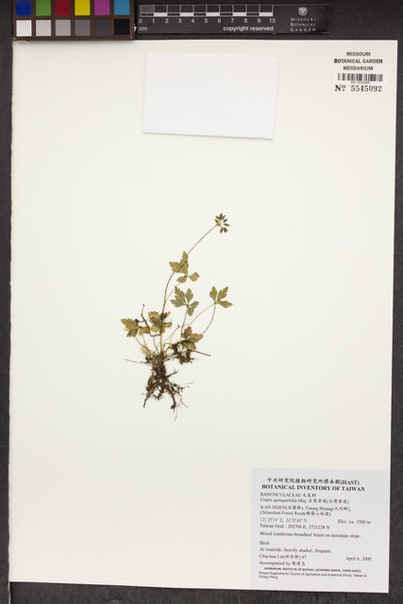 Clematis quinquefoliolata