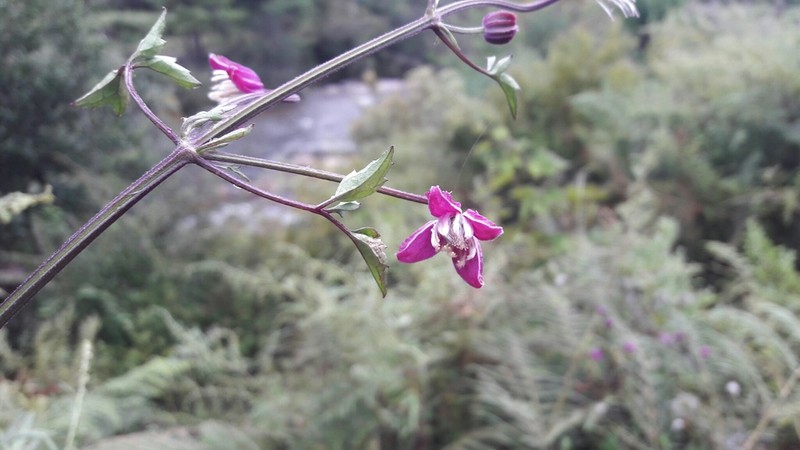 Clematis ranunculoides
