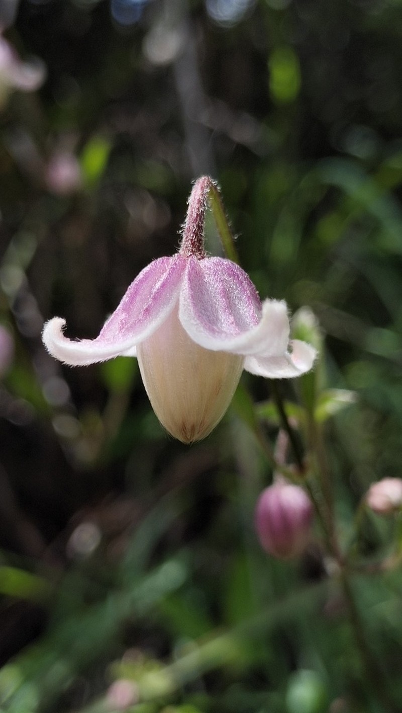 Clematis ranunculoides photo 2