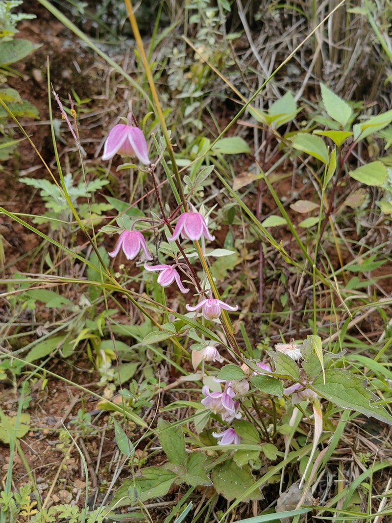 Clematis ranunculoides photo 3