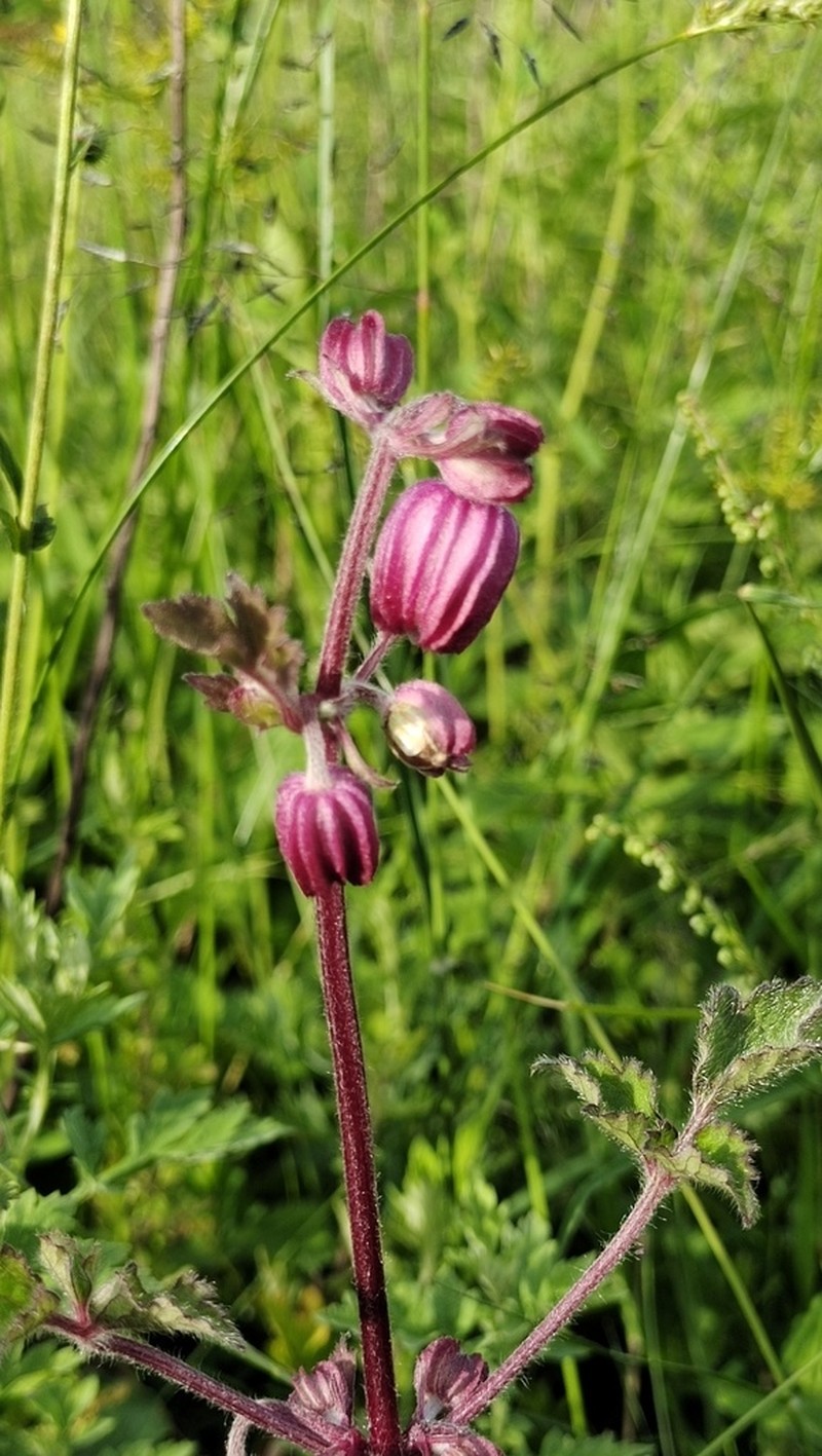 Clematis ranunculoides photo 4