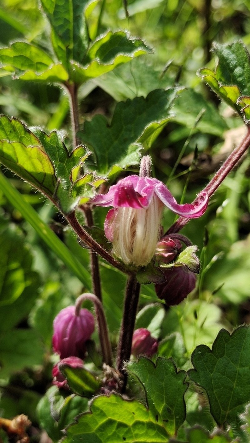 Clematis ranunculoides photo 7