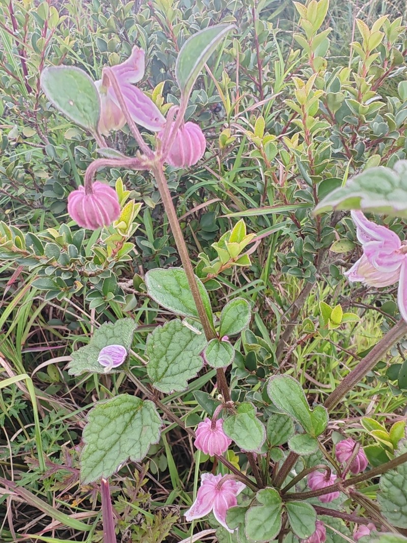 Clematis ranunculoides photo 8