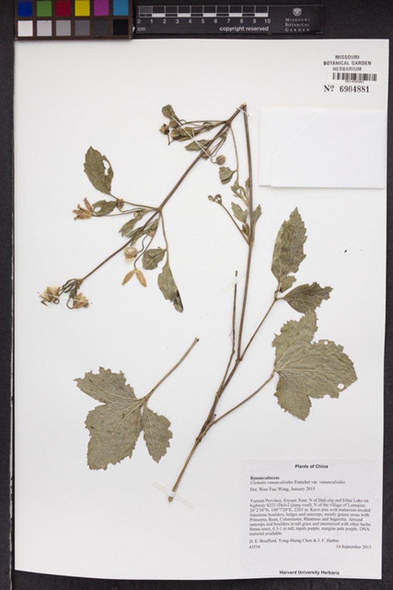 Clematis ranunculoides var. ranunculoides