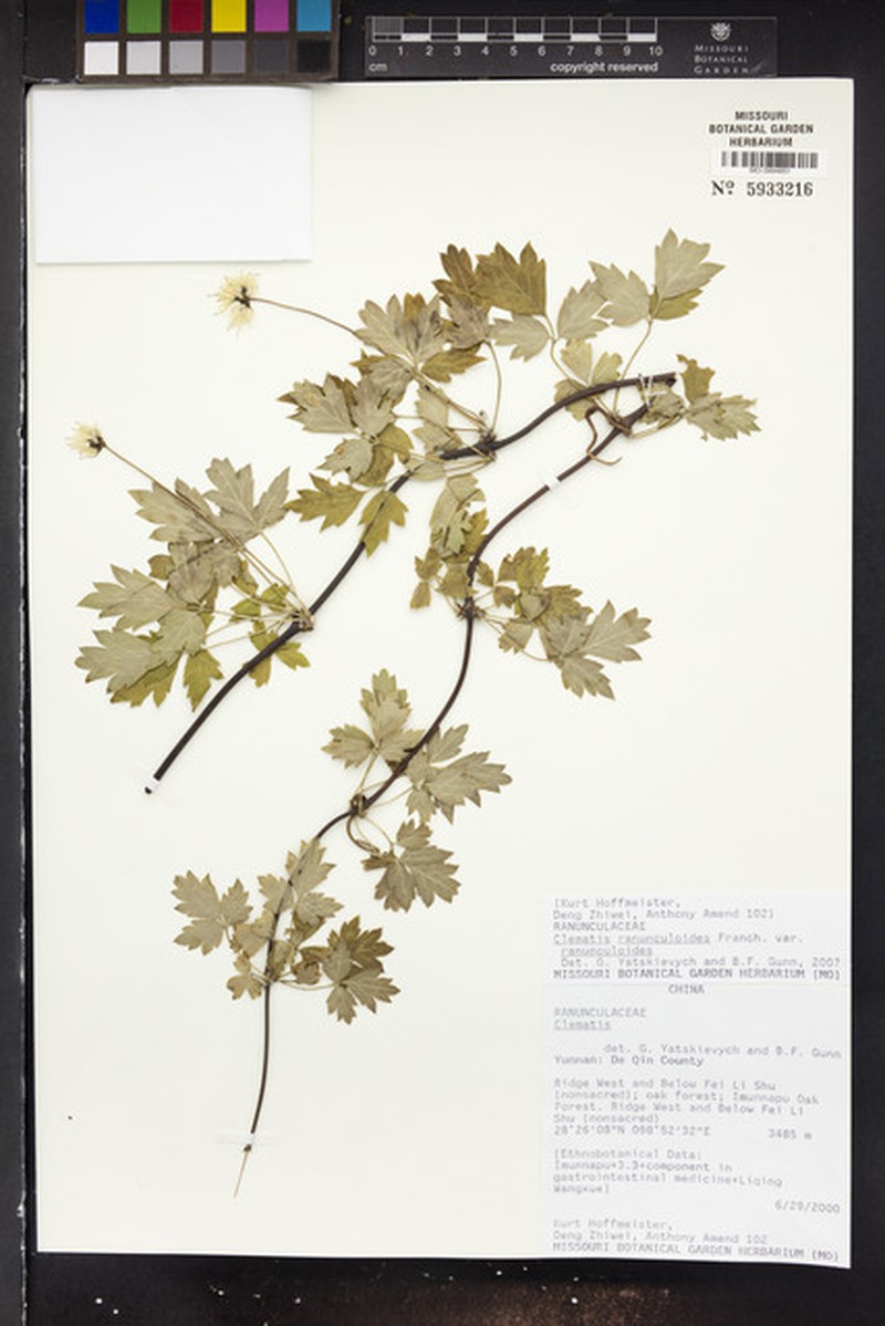 Clematis ranunculoides var. ranunculoides photo 2
