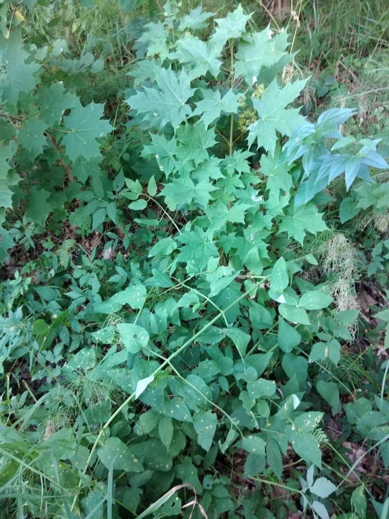 Ground Virginsbower photo 5