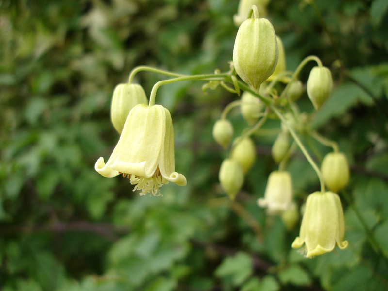 Clematis rehderiana