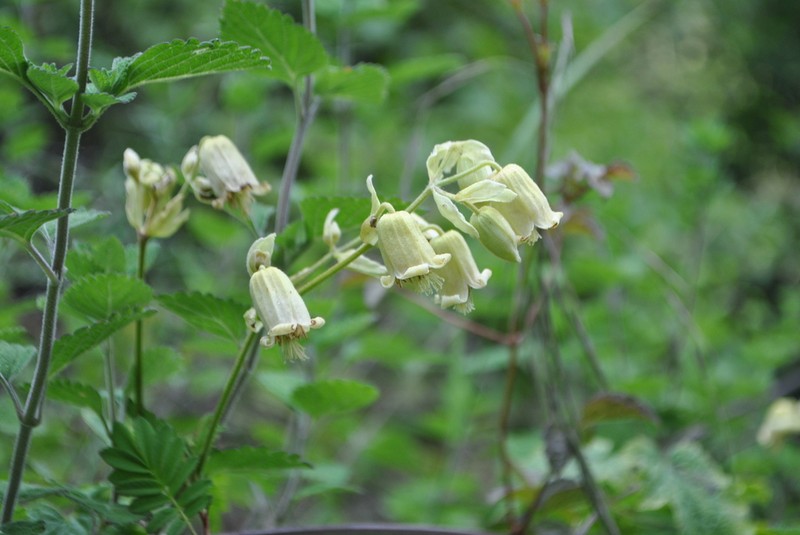 Clematis rehderiana photo 2