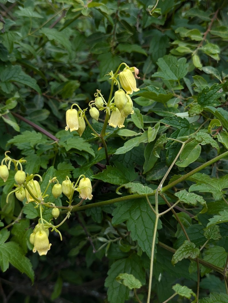 Clematis rehderiana photo 3
