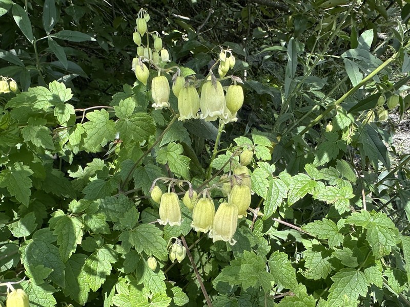 Clematis rehderiana photo 4