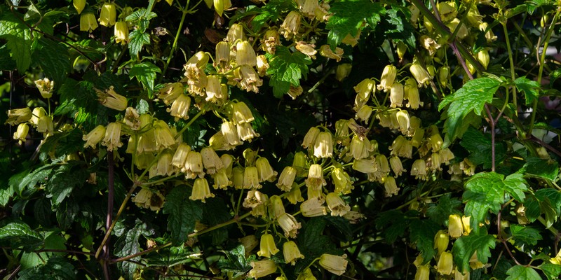 Clematis rehderiana photo 5