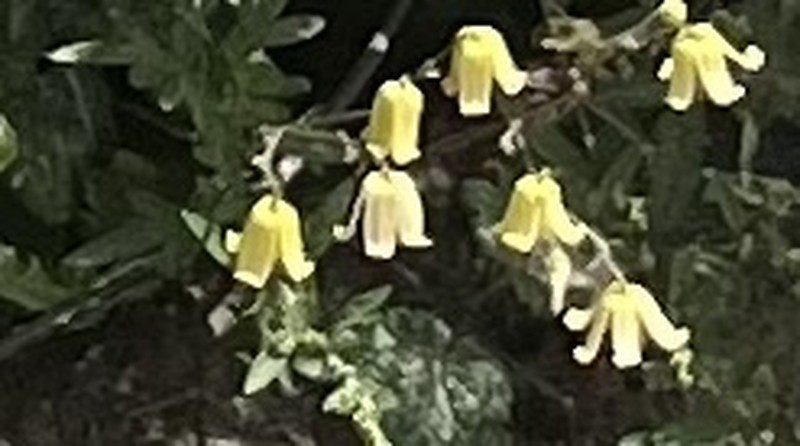 Clematis rehderiana photo 6