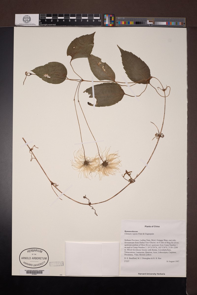 Clematis repens