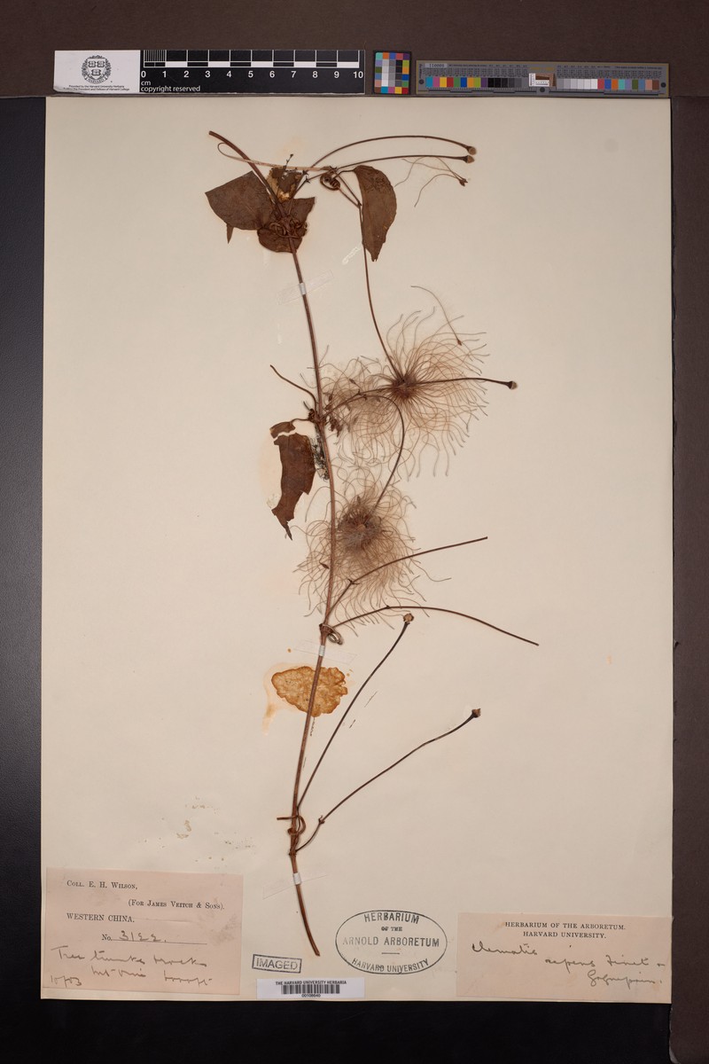Clematis repens photo 4