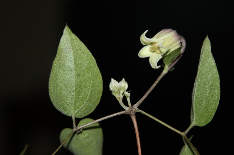 Netleaf Leather Flower