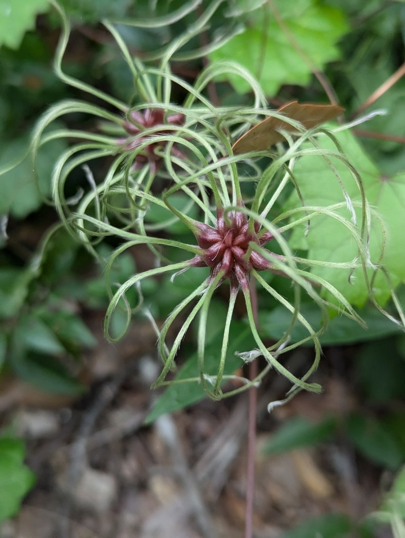 Netleaf Leather Flower photo 5