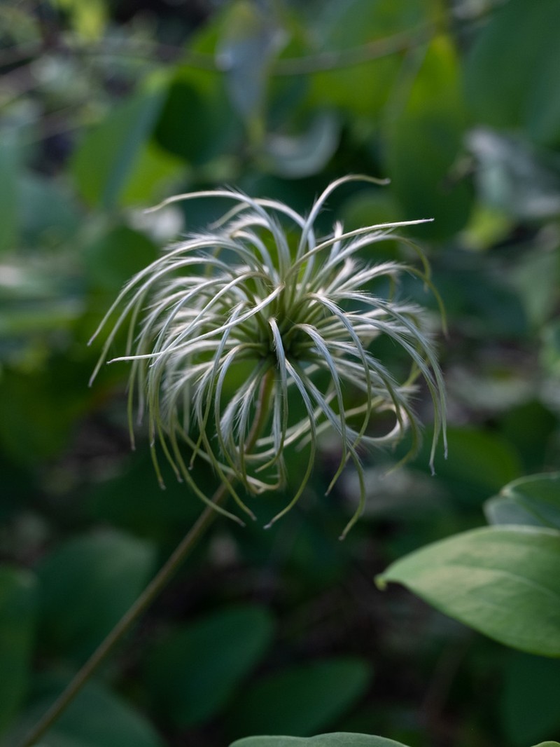 Netleaf Leather Flower photo 7