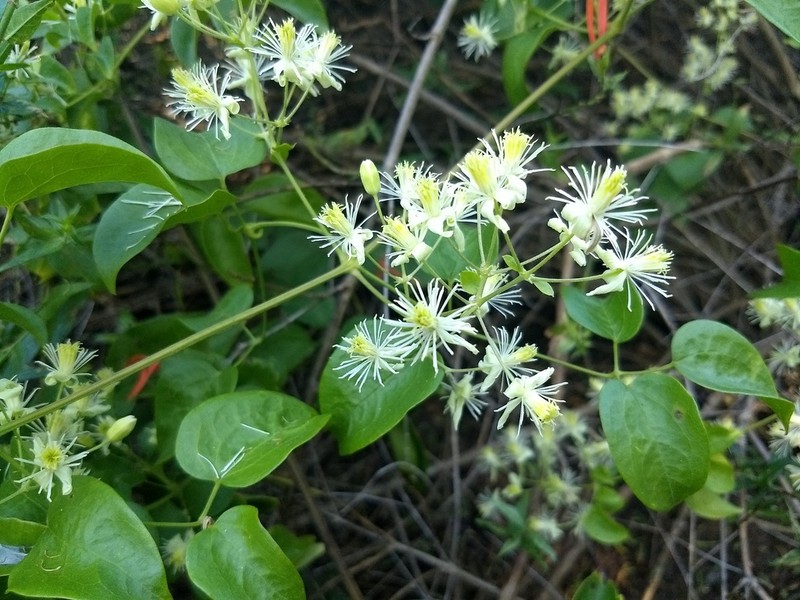 Clematis rhodocarpa photo 2