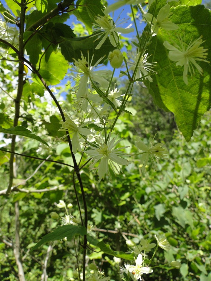 Clematis rhodocarpa photo 3