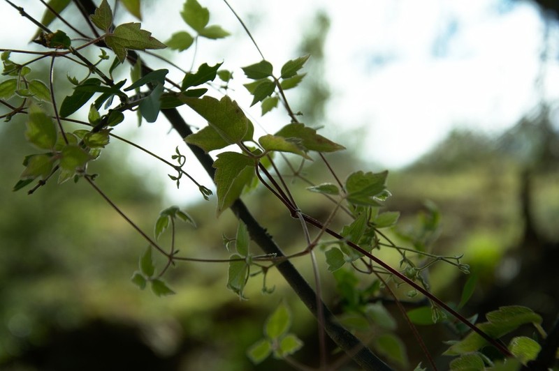 Clematis rhodocarpa photo 4
