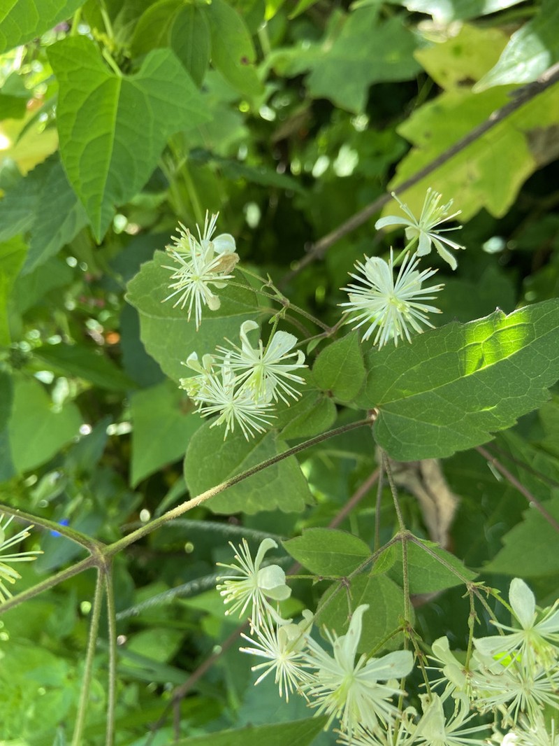 Clematis rhodocarpa photo 5