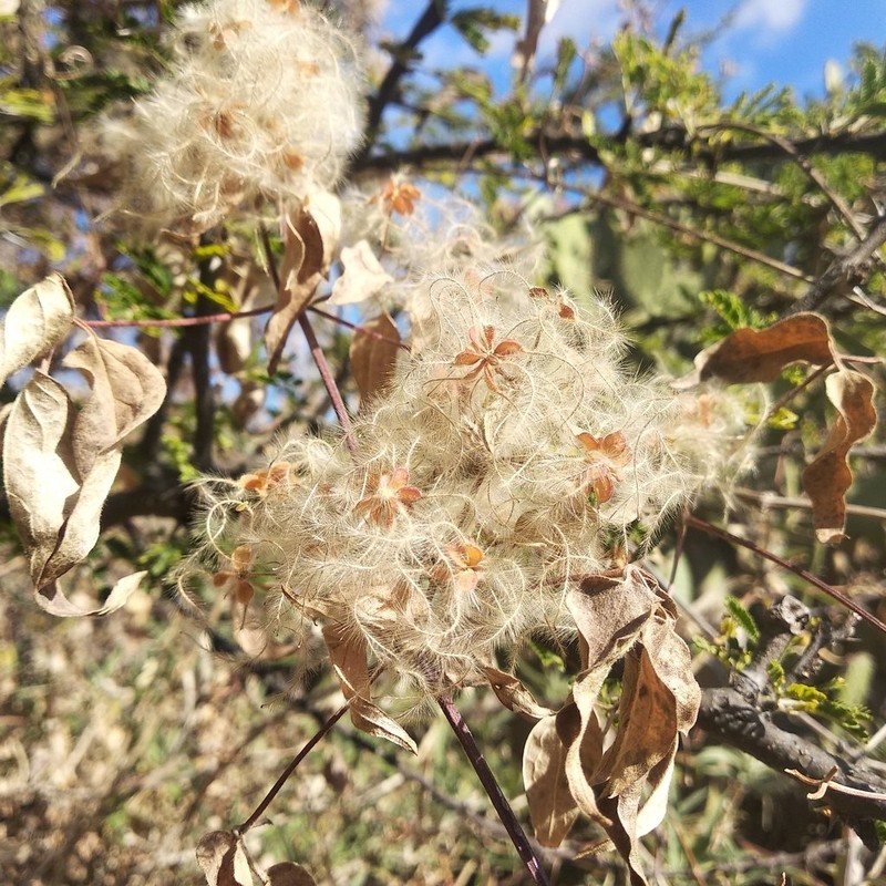Clematis rhodocarpa photo 6