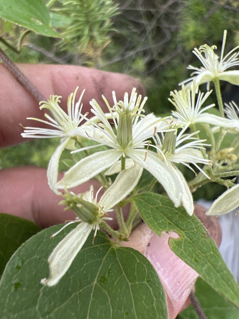 Clematis rhodocarpa photo 8