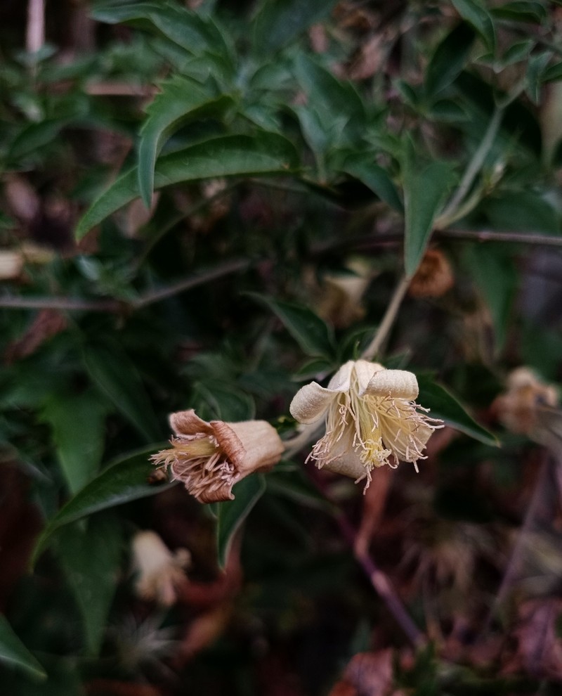 Clematis roylei