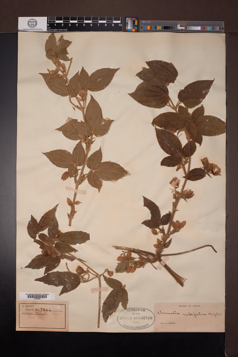 Clematis rubifolia